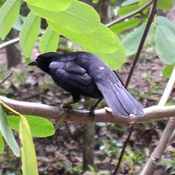 Giant Cowbird